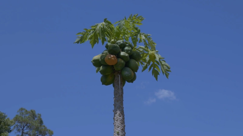 Papaya hanging in the tree.