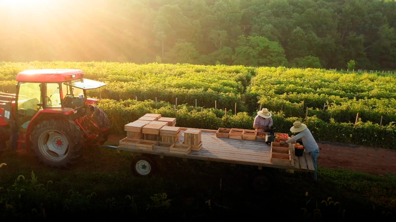 Workers loading produce on a flatbed truck.