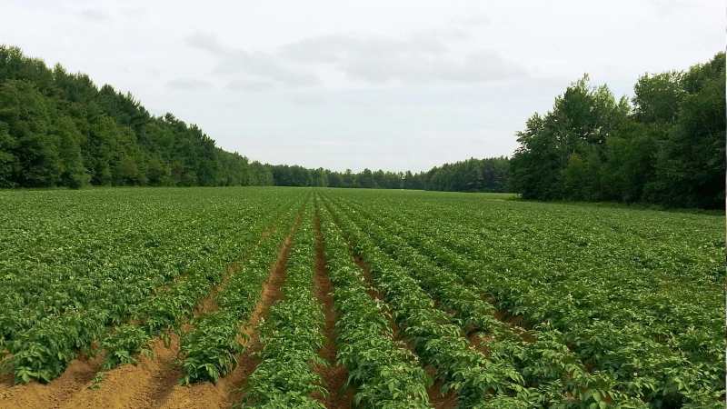 Potato fields.