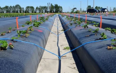 New Approach From University Of Florida Could Reduce Strawberry Farming Water Use By Two-Thirds