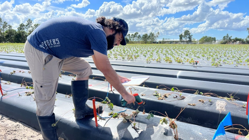 Junaid Lone, a doctoral student, performs plant-stress measurements in the field at GCREC.