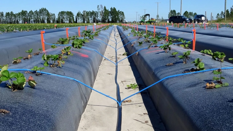 New Approach From University Of Florida Could Reduce Strawberry Farming Water Use By Two-Thirds