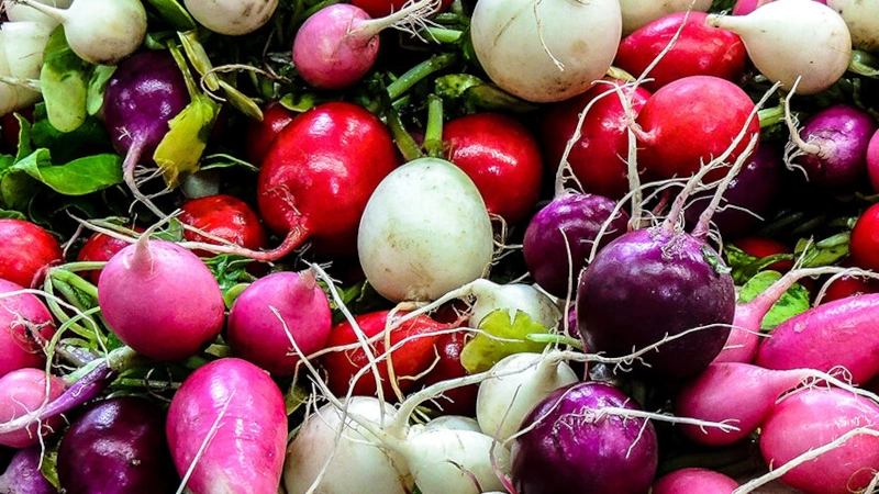 Assorted winter veggies including red radishes and purple beets.