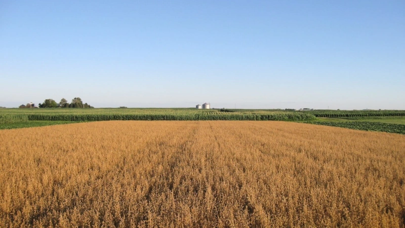 Oats and corn plots next to each other on a farm.