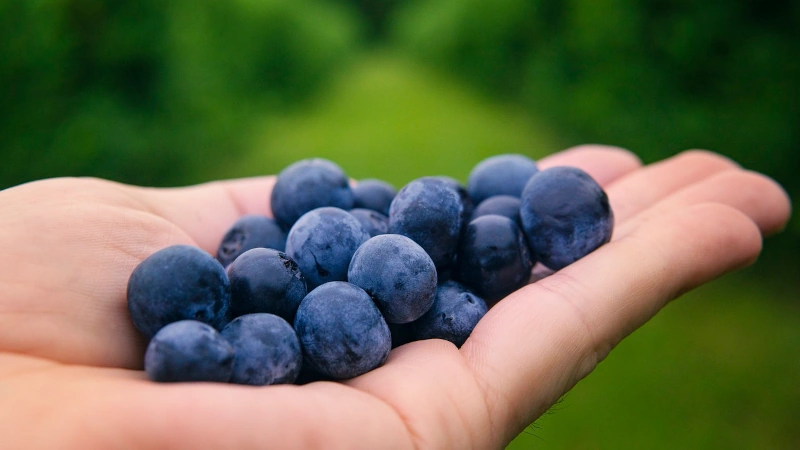 Handful of blueberries