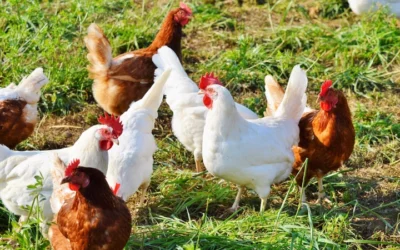 Bird Flu Vaccine In The Works Could Protect Poultry Flocks