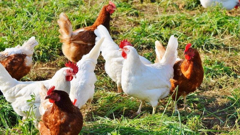 Chickens feeding in a field. 