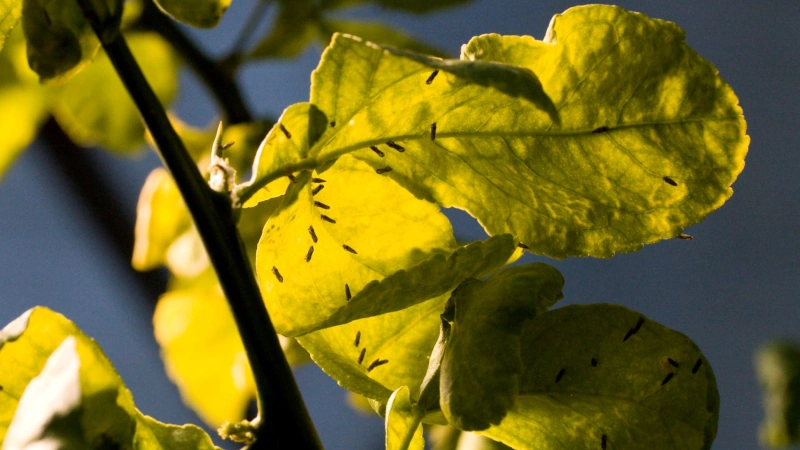 Adult citrus psyllid on leaves of citrus tree.