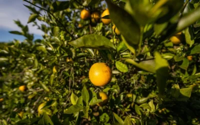 Revolutionary Approach Shows Promise In Fighting Citrus Greening Disease