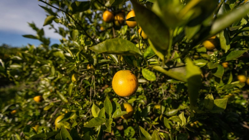 Citrus fruit hanging in tree.