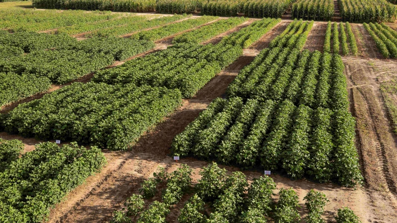 An aerial shot of cotton, foreground, and corn plants.