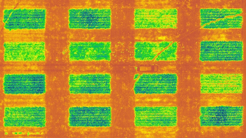 NDVI drone image of corn a field.