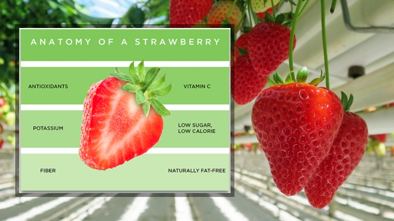 Poster of a strawberry featuring listed health benefits.