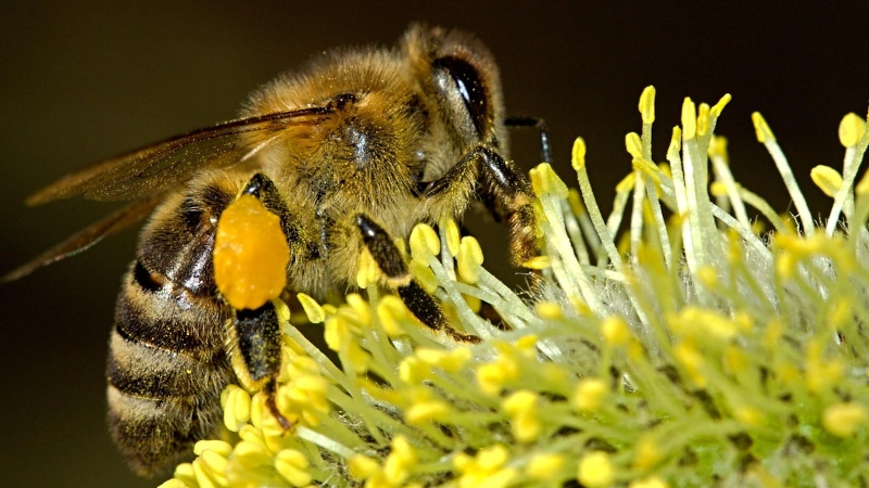 Closeup of a bee collecting pollen