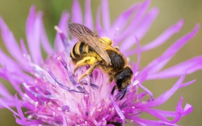 Survey Reveals Over 1.1 Million Honey Bee Colonies Lost, Threatening U.S. Agriculture And Pollination