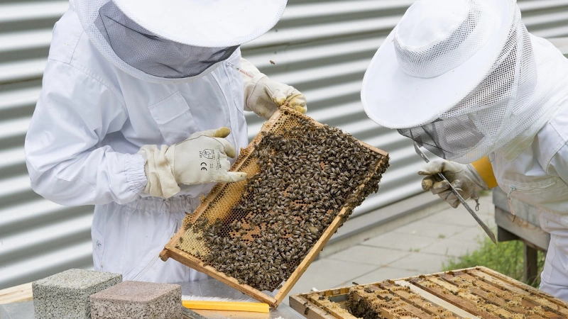 Beekeepers looking in a hive.