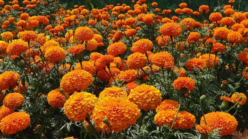 Marigolds in a field