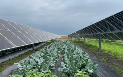 AFBF Endorses Solar Projects With Shared Agricultural Use For A Stronger, More Resilient Rural Future