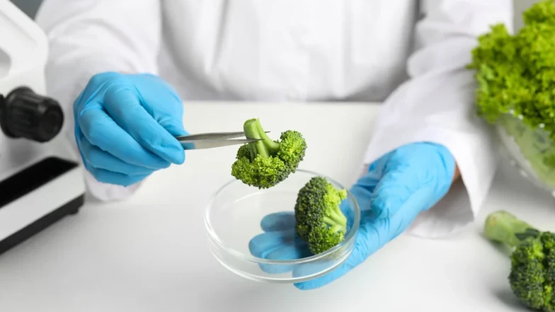 Scientist examining broccoli.