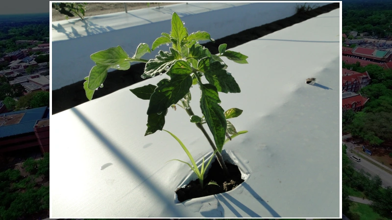 A plant grows out of the plastic mulch at the Gulf Coast Research and Education Center