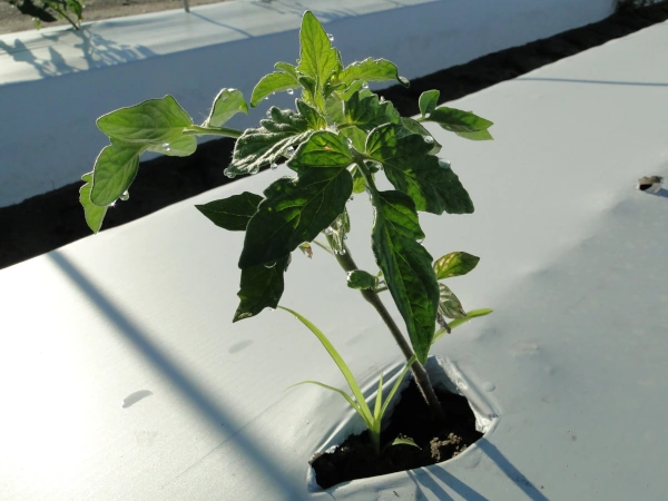 A plant grows out of the plastic mulch at the Gulf Coast Research and Education Center