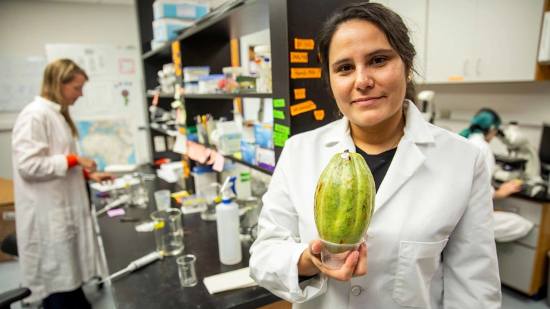 Person holding a cacao pod.