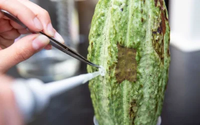 UF/IFAS Researchers Join Forces With Mars To Battle Disease Threatening Global Cacao Supply