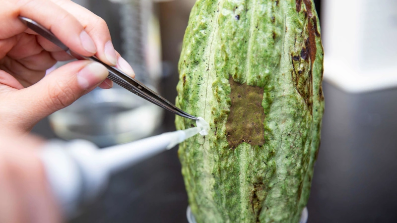 Cacao pod being inoculated.