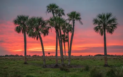 Florida Cabinet Adds Another 6500 Acres Of Land To Protected Agriculture Ranks