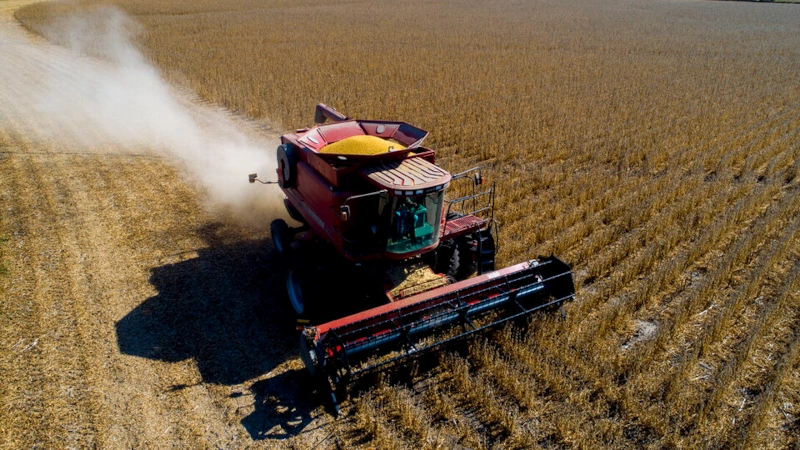 A combine works through a soybean field.