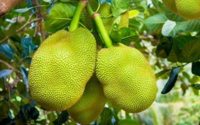 What Is Jackfruit And How Can I Use It?