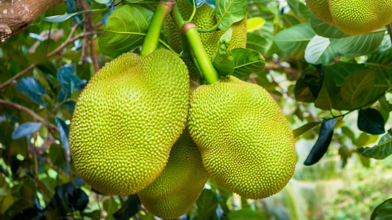 Jackfruit hanging in a tree.