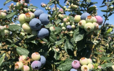Florida Blueberries: Healthy, Convenient, And Locally Grown