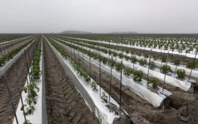 Florida Farm Cuts Water Use By 25% With Innovative Crop Bed Design