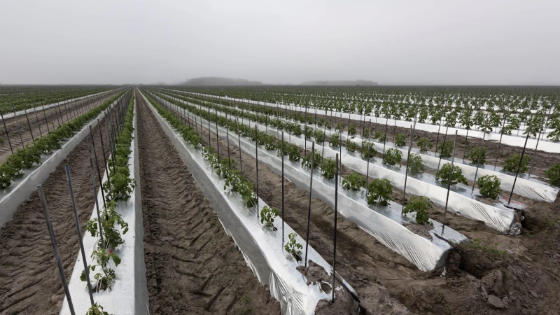 Florida Farm Cuts Water Use By 25% With Innovative Crop Bed Design