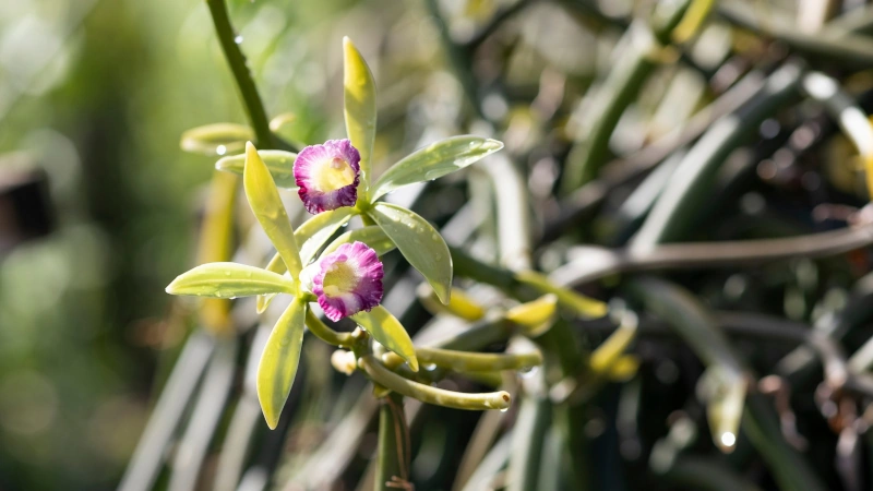 Flowering vanilla plant