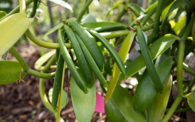 Growing Vanilla In Florida May Create Local Industry