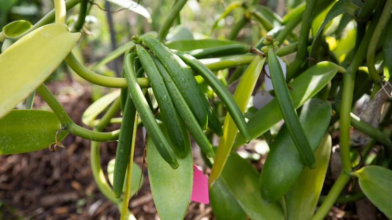 Growing Vanilla In Florida May Create Local Industry