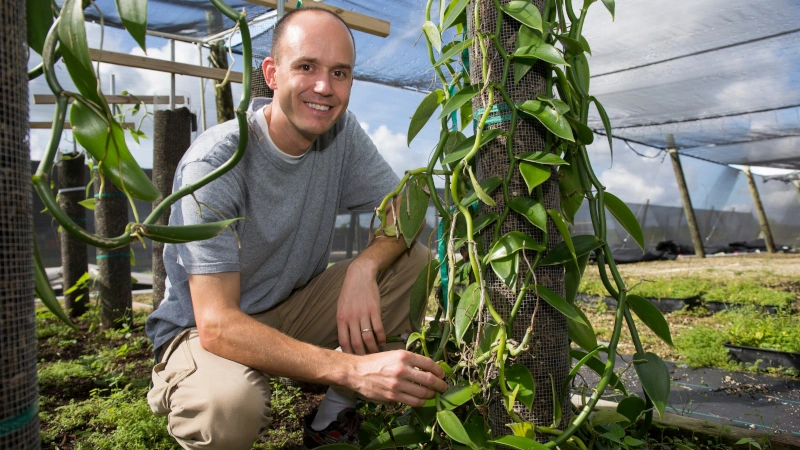 Alan Chambers with Vanilla plants.