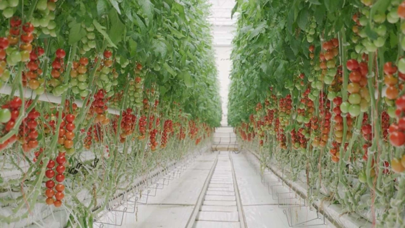 Tomatoes growing in commercial greenhouse.