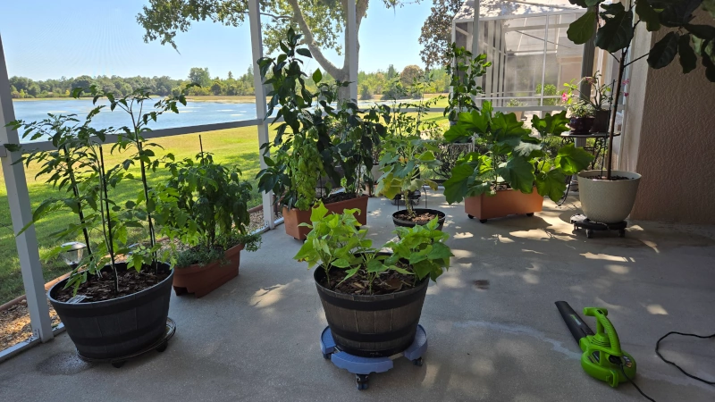 Assorted plants in plantars on a lanai.