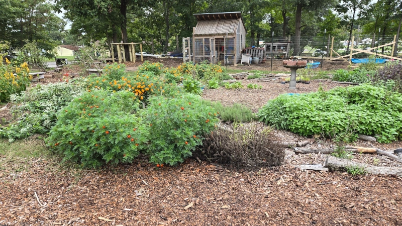 Assorted plants in a garden.