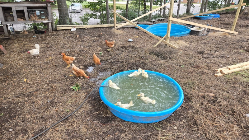 Ducks in a kiddie pool.