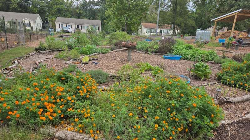 Plants in a garden.