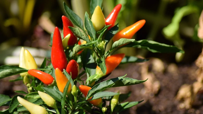 Chili pepper plant