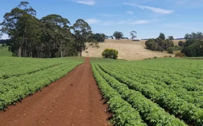 Scientists Pioneer Breakthrough To Destroy PFAS ‘Forever Chemicals’ In Soil”