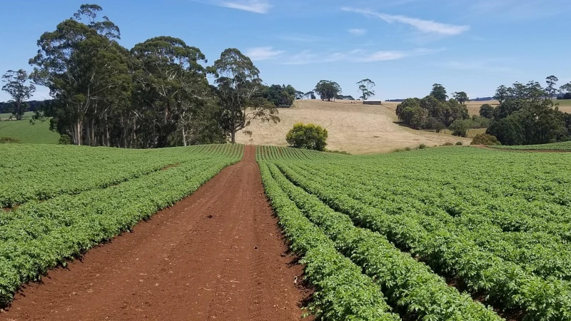 Rows of crops