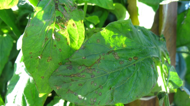 infected tomato leaf.