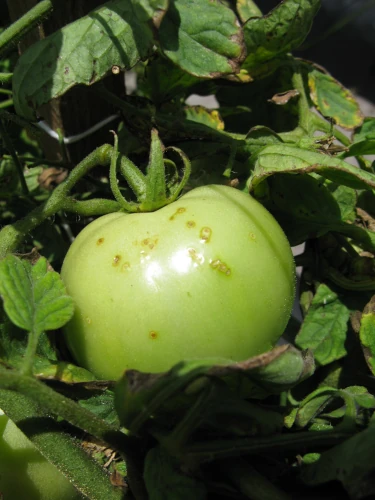 infected tomato.