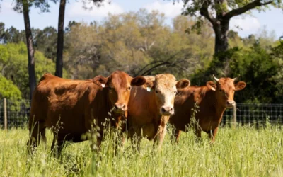 U.S. Bans Mexican Cattle Imports In Face Of Horrible Parasite Risk